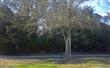 LOT 1B  Carnation Street , Fernandina Beach/Amelia Island, FL