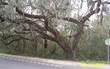   Old Bluff Road , Fernandina Beach/Amelia Island, FL