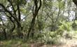 LOT 75  Julia Street , Fernandina Beach/Amelia Island, FL
