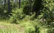 94323  Duck Lake Drive , Fernandina Beach, FL