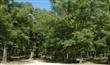 1790  Poa Boy Farms , St Augustine, FL