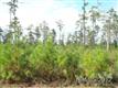 175  Timber Point Drive , Merritt, NC