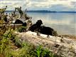 0 86th St Ct KP, Longbranch, WA 98351