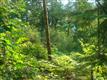 7433  Miller Way , Glacier, WA