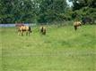 10050 Hwy 507, Rainier, WA 98576
