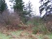 0  Green St W, Tenino, WA