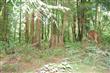 0  Xx Silver Creek Drive , Sedro Woolley, WA