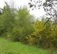 75  Rasor Rd , Belfair, WA