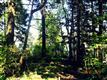 12  Baker Ave , Lummi Island, WA