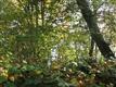 Vashon