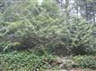 9049  Wyvern Dr SE, Port Orchard, WA