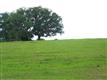 0000 NE 162 CT , Morriston, FL