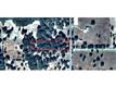 0 NW 135 AVE , Morriston, FL