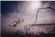 00 100, Browning, IL 62617