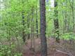 88 Ac on Orr Rd 1/4 Mile Off Sc 322, Mcconnells, SC 29726