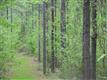 88 Ac on Orr Rd 1/4 Mile Off Sc 322, Mcconnells, SC 29726