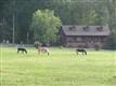 3777  Wilson Chapel Road , Sharon, SC