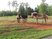 3777 Wilson Chapel Road, Sharon, SC 29742