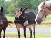 3777 Wilson Chapel Road, Sharon, SC 29742