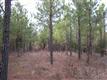 137 Acres Montview, Sharon, SC 29742