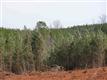 137 Acres Montview, Sharon, SC 29742