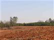137 Acres Montview, Sharon, SC 29742