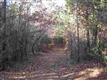 137 Acres Montview, Sharon, SC 29742