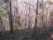 137 Acres Montview, Sharon, SC 29742
