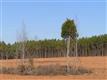 137 Acres Montview, Sharon, SC 29742