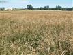 11039 NE Hazelgreen Rd, Silverton, OR 97381