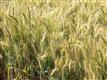 11039 NE Hazelgreen Rd, Silverton, OR 97381