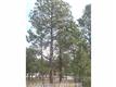 11365  Laforet Pt , Colorado Springs, CO