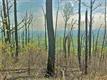 Lot 14  Abra Mountain Way , Bostic, NC