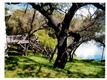 Morgan Hill