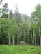 13 Mineral Farms Ln., Ouray, CO 81427
