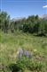 Telluride