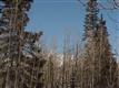 Telluride