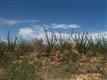 Sahuarita