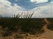 Sahuarita