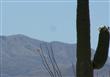 Sahuarita