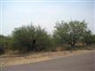 Sahuarita