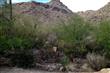 13769 N Cactus Valley Court , Marana, AZ
