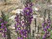 12796 N Phoenix Avenue , Mt. Lemmon, AZ