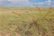 25A  Curly Horse , Sonoita, AZ