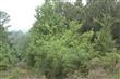 472 Cr 3320, Jacksonville, TX 75766
