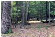 TBD Lee Woods Drive, Stone Ridge, NY 12484