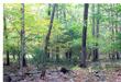 TBD Lee Woods Drive, Stone Ridge, NY 12484