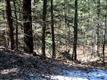 LOT 2 Cedar Drive, Kerhonkson, NY 12446