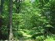 TBD Cedar Drive, Kerhonkson, NY 12446