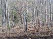 99 Whispering Woods Path #99, Mars Hill, NC 28754